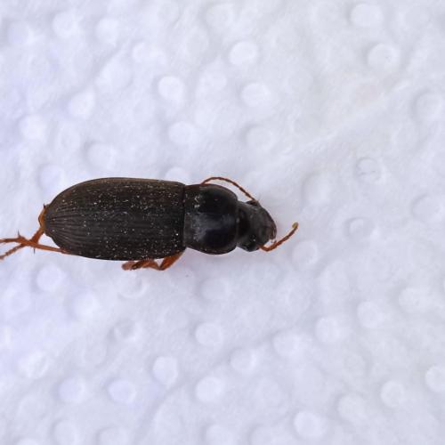 Ophonus sp.